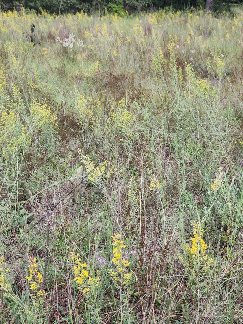 Solidago kralii photo 2