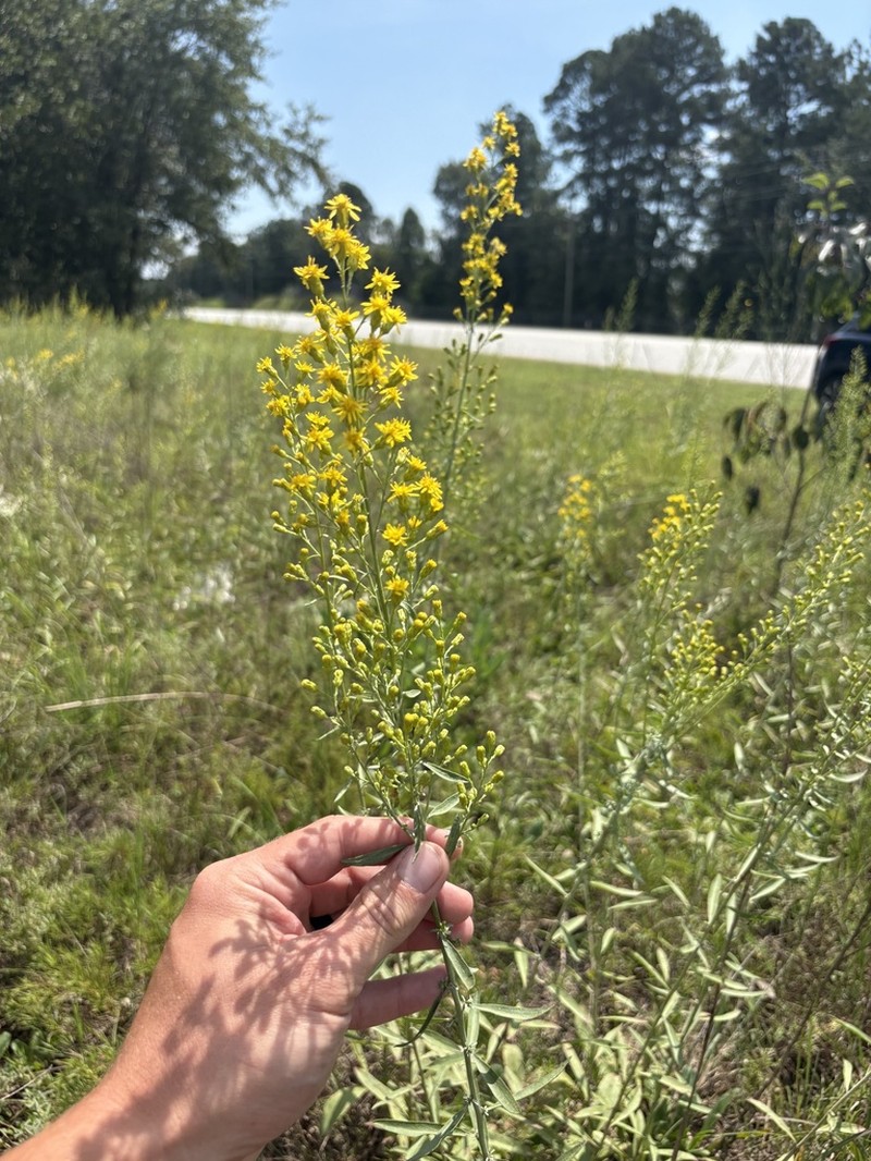 Solidago kralii photo 3