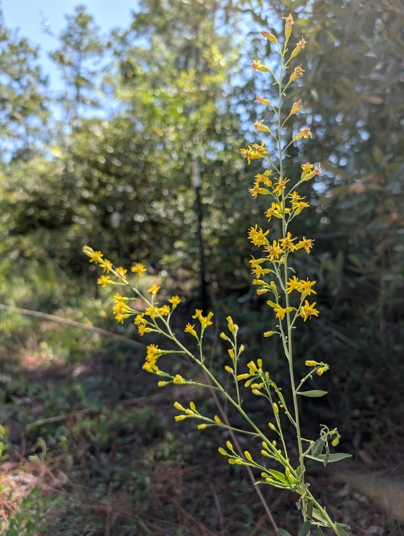 Solidago kralii photo 4