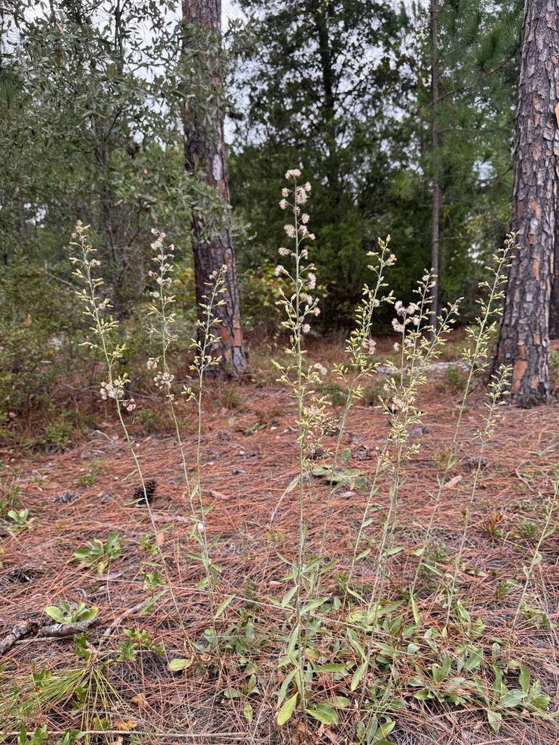Solidago kralii photo 5