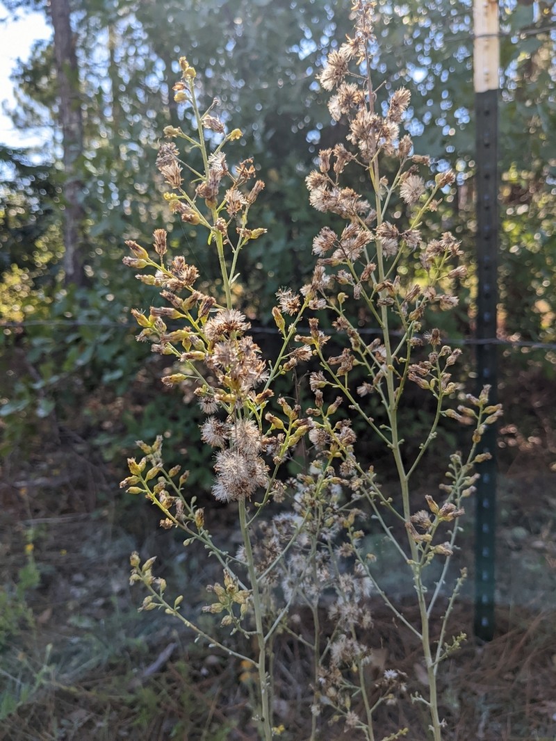 Solidago kralii photo 6