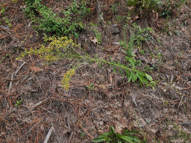 Solidago kralii photo 7