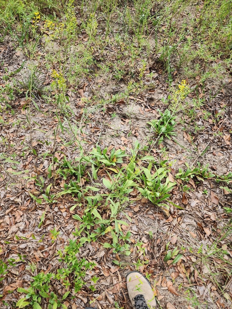 Solidago kralii photo 8