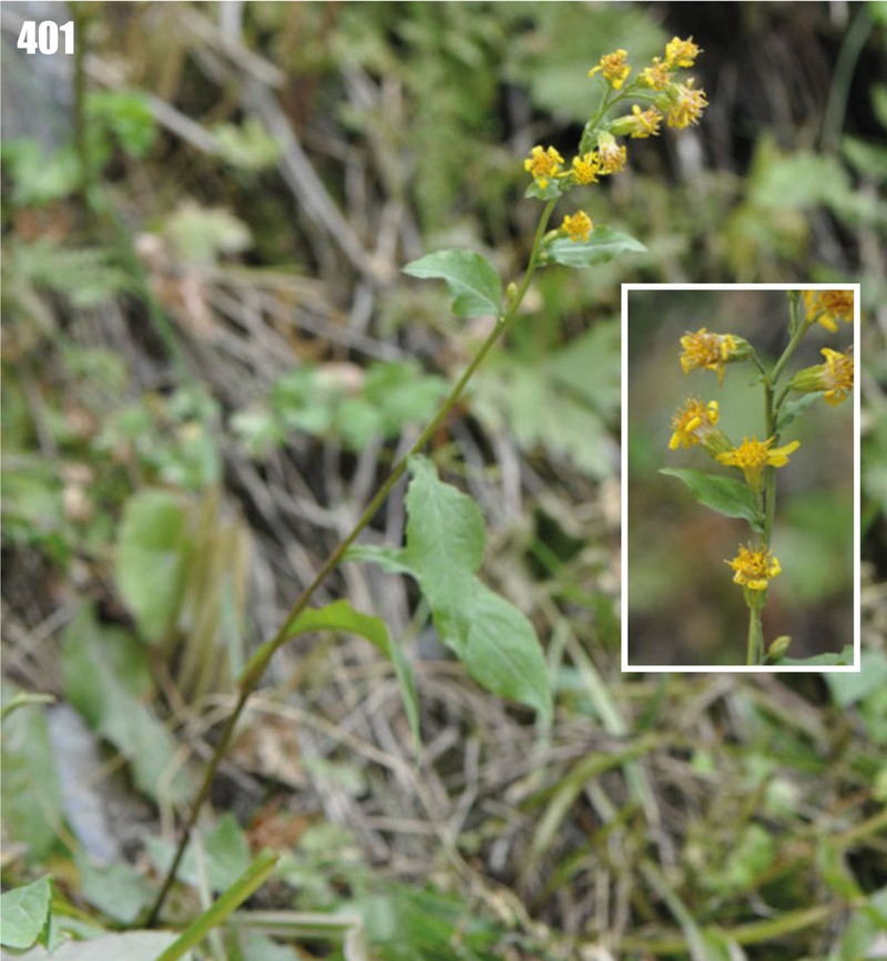 Solidago kuhistanica