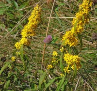 Lance-Leaf Goldenrod
