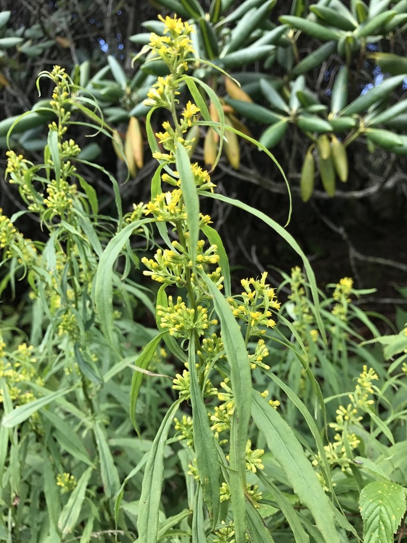 Lance-Leaf Goldenrod photo 2