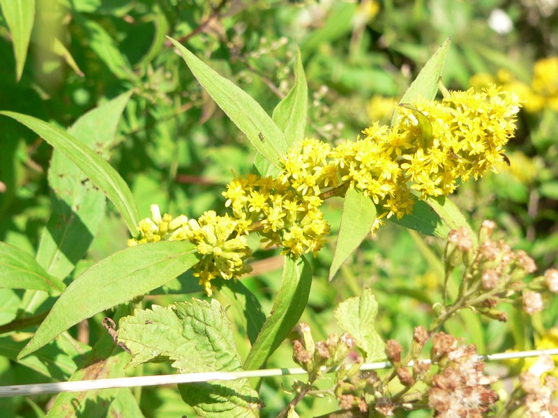 Lance-Leaf Goldenrod photo 3