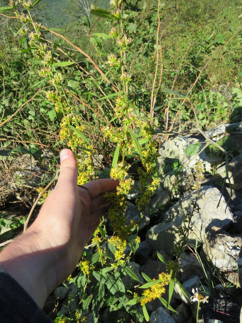 Lance-Leaf Goldenrod photo 4