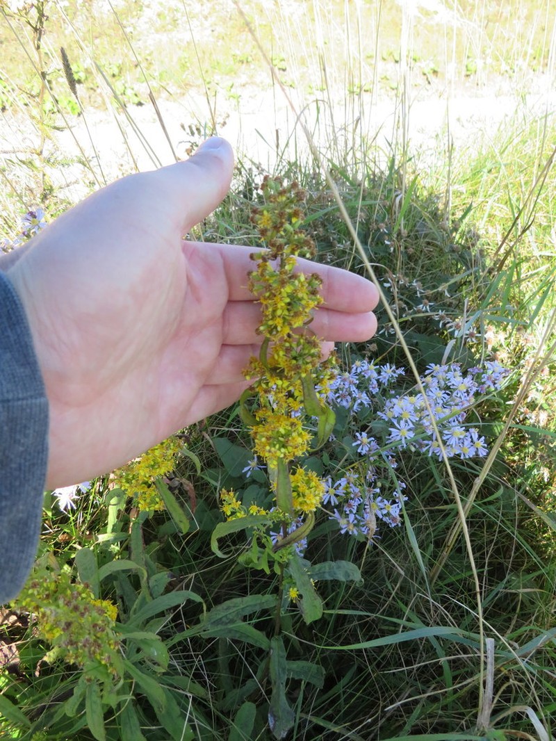 Lance-Leaf Goldenrod photo 5