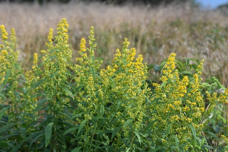 Lance-Leaf Goldenrod photo 6