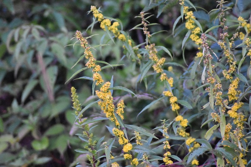 Lance-Leaf Goldenrod photo 7