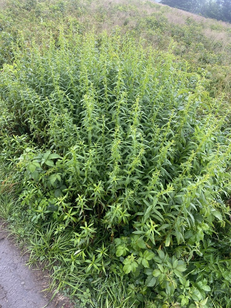 Lance-Leaf Goldenrod photo 8
