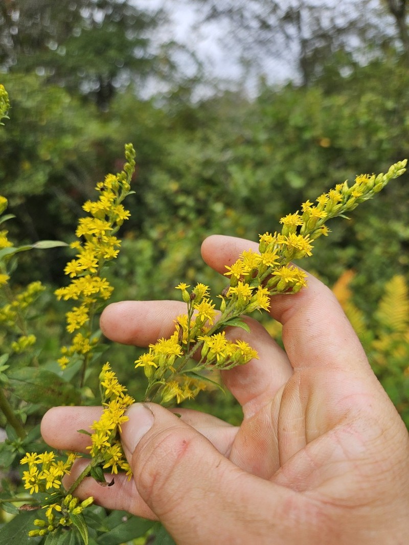 Elliott's Goldenrod