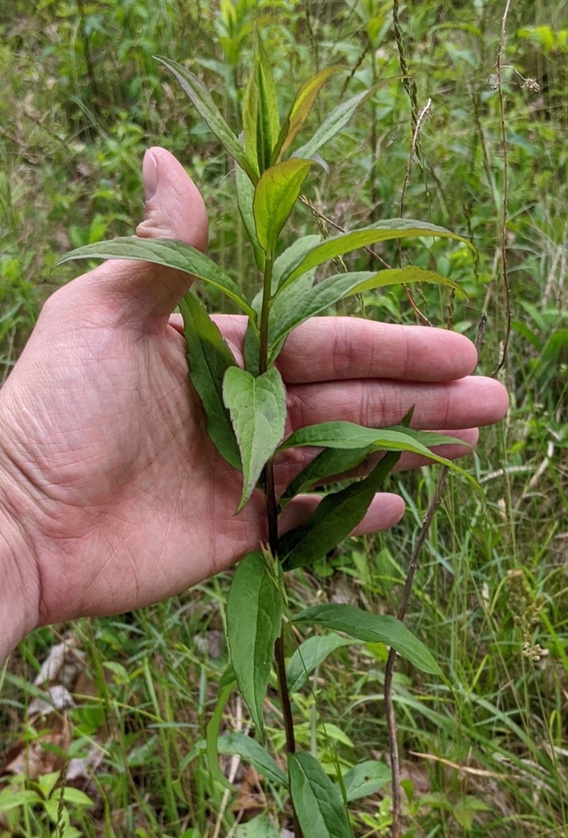 Elliott's Goldenrod photo 3