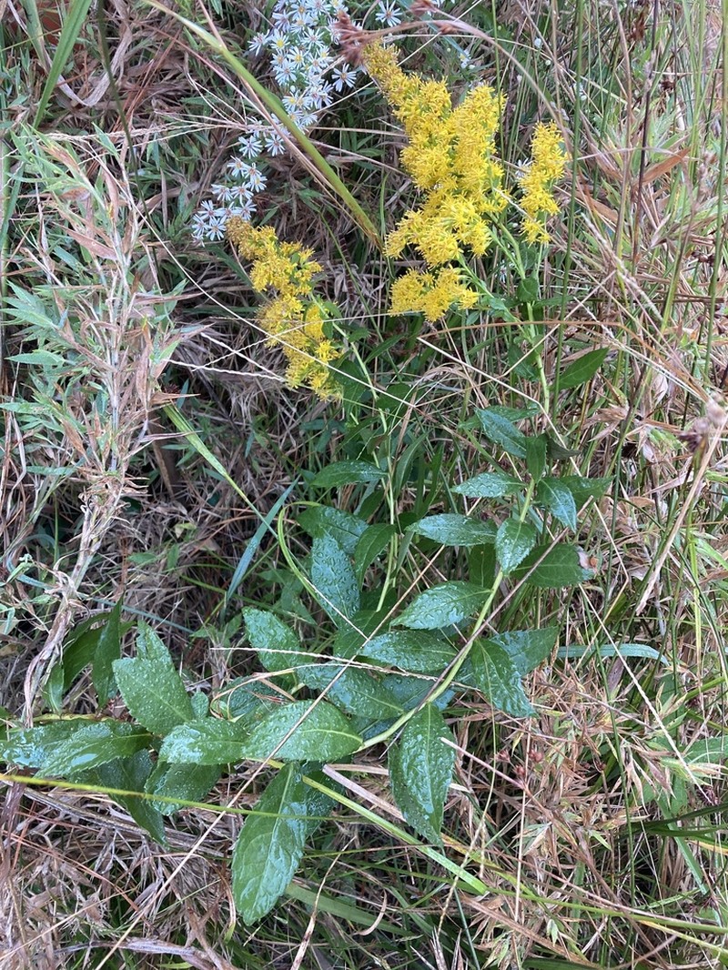 Elliott's Goldenrod photo 4