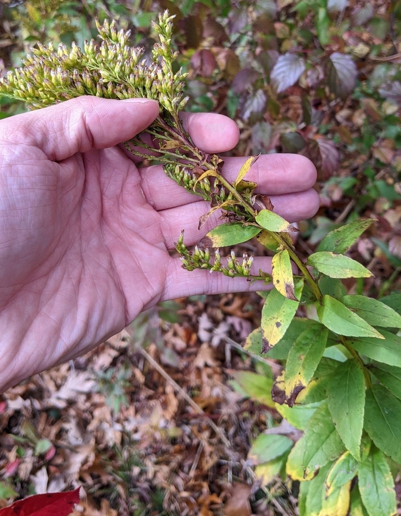 Elliott's Goldenrod photo 5