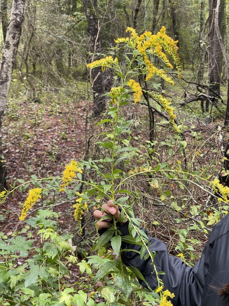 Elliott's Goldenrod photo 6