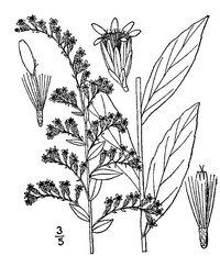 Elliott's Goldenrod