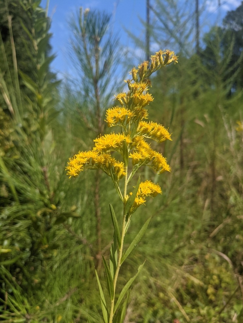 Leavenworth's Goldenrod photo 3