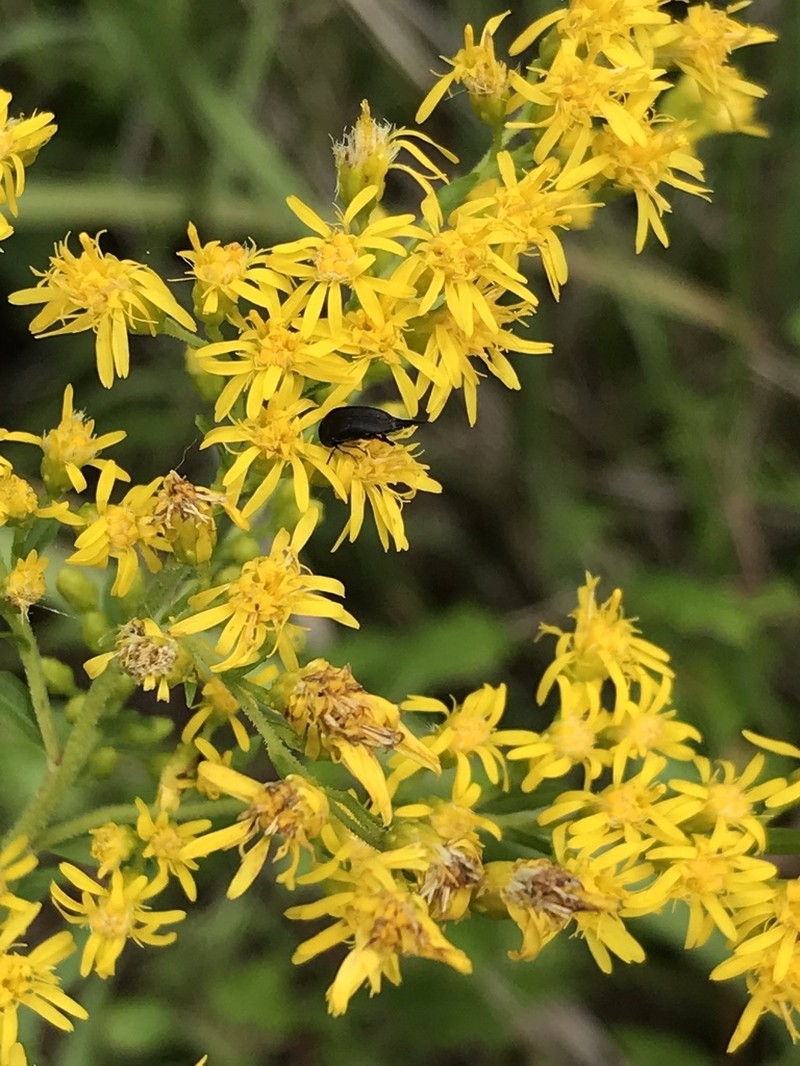 Leavenworth's Goldenrod photo 4