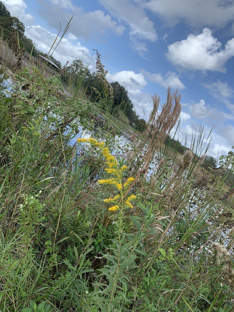 Leavenworth's Goldenrod photo 5