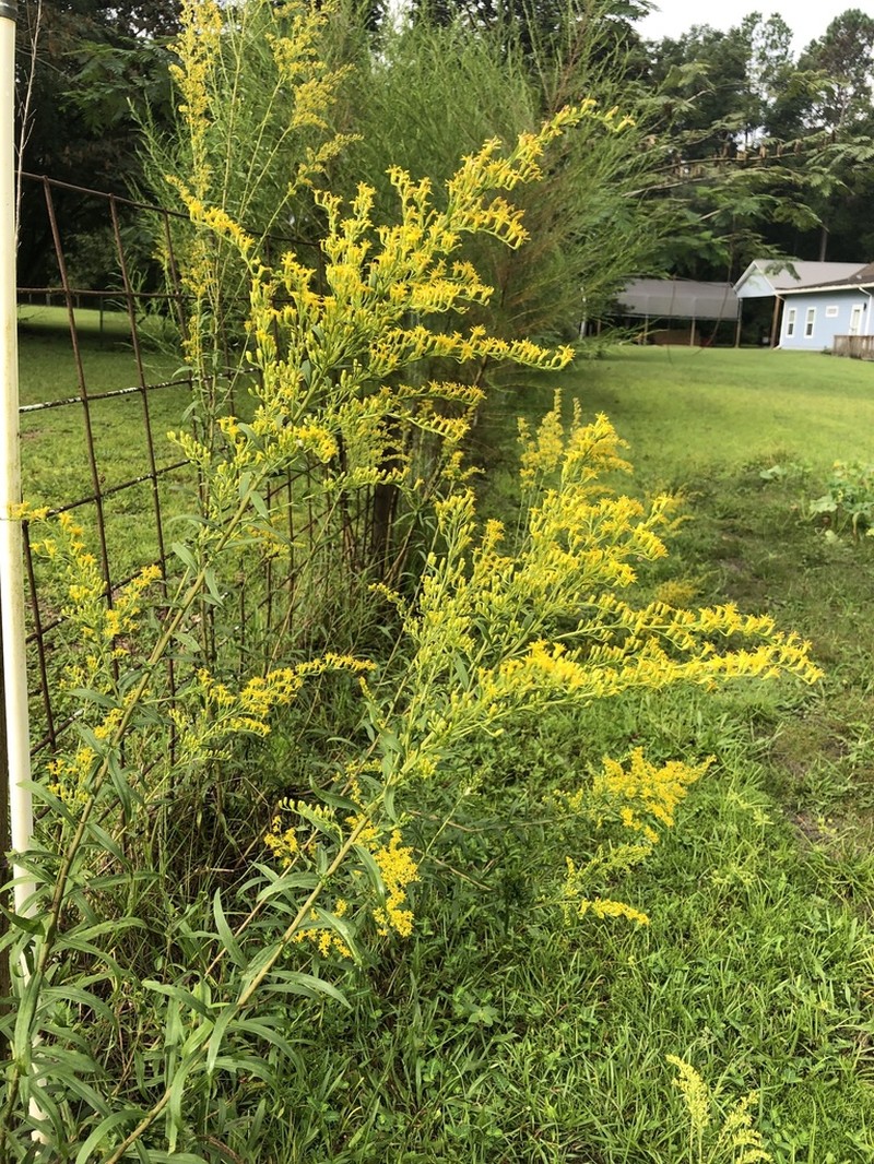 Leavenworth's Goldenrod photo 6