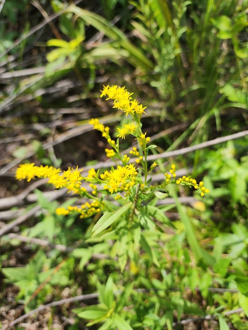 Leavenworth's Goldenrod photo 8