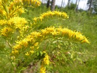 Leavenworth's Goldenrod
