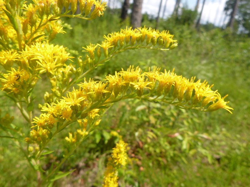 Leavenworth's Goldenrod