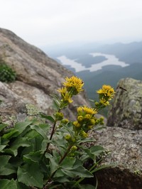 Cutler's Alpine Goldenrod