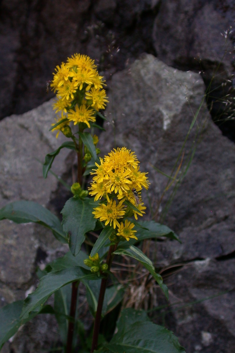 Cutler's Alpine Goldenrod photo 3