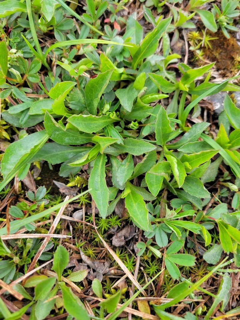 Cutler's Alpine Goldenrod photo 4