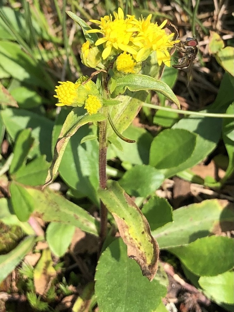 Cutler's Alpine Goldenrod photo 5