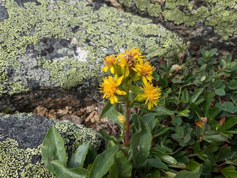 Cutler's Alpine Goldenrod photo 6