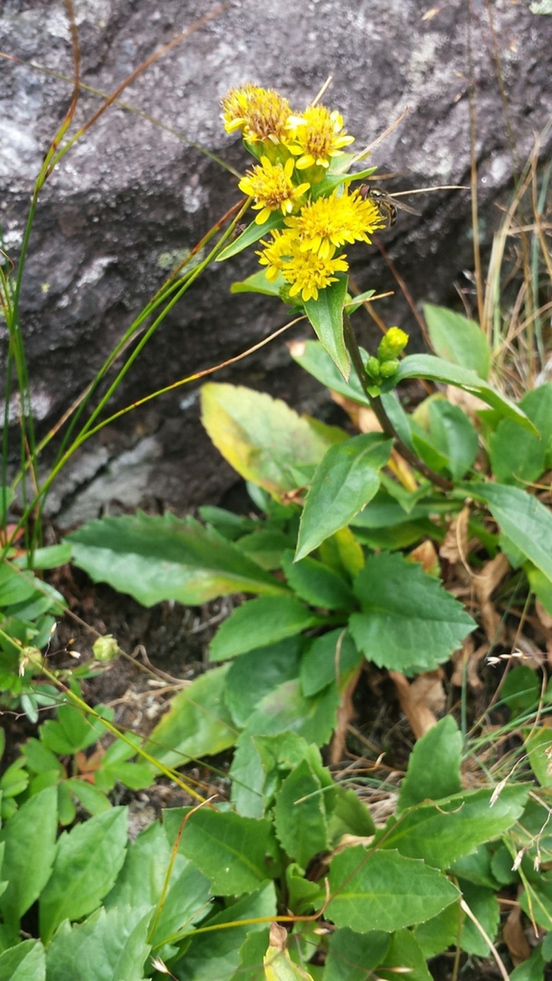 Cutler's Alpine Goldenrod photo 7