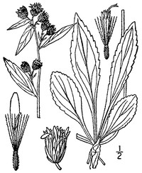 Cutler's Alpine Goldenrod