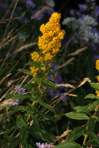 Solidago lepida