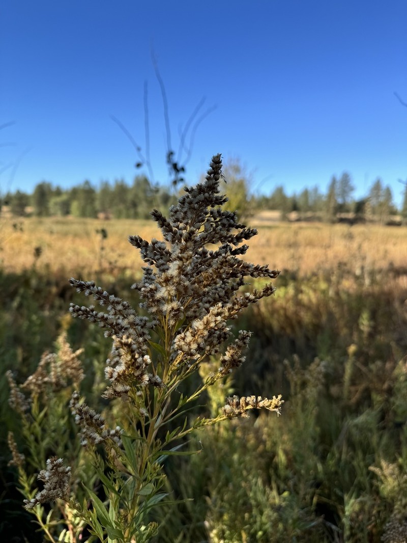 Solidago lepida photo 2