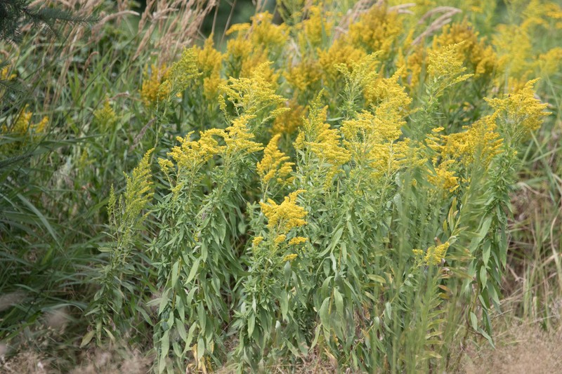 Solidago lepida photo 3