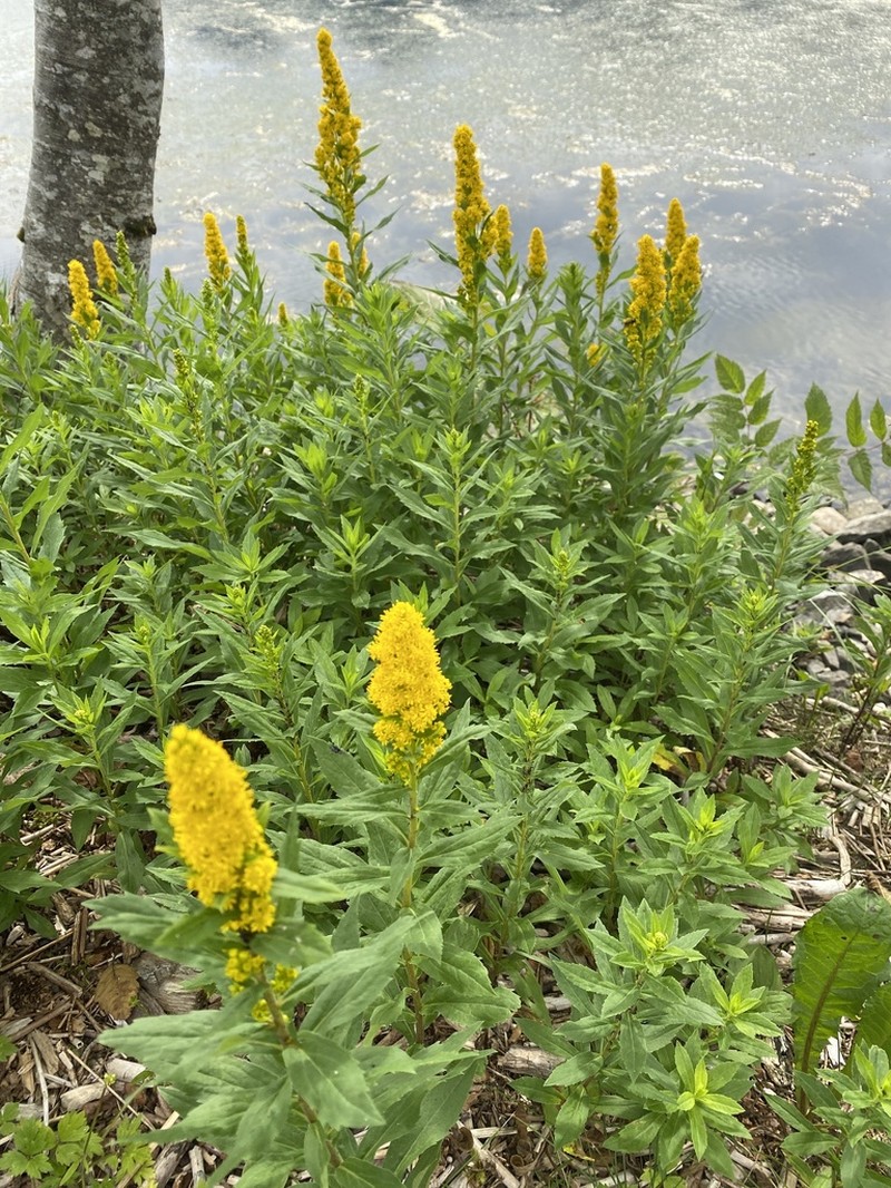 Solidago lepida photo 4