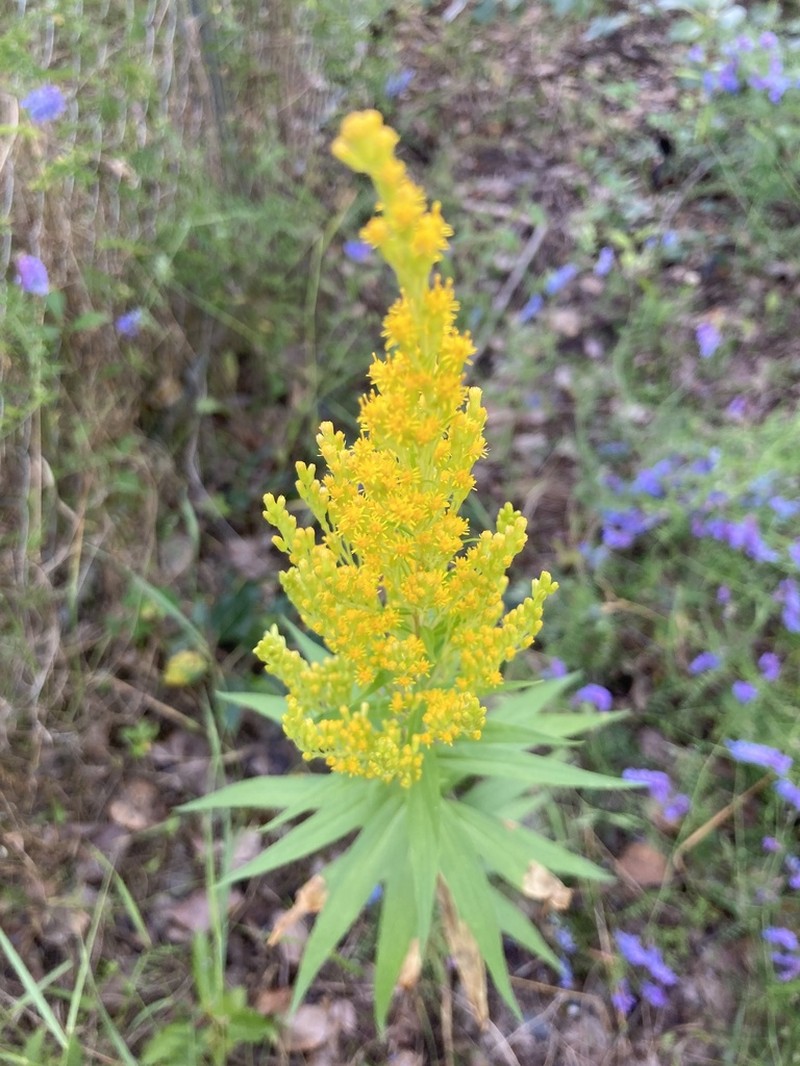 Solidago lepida photo 5