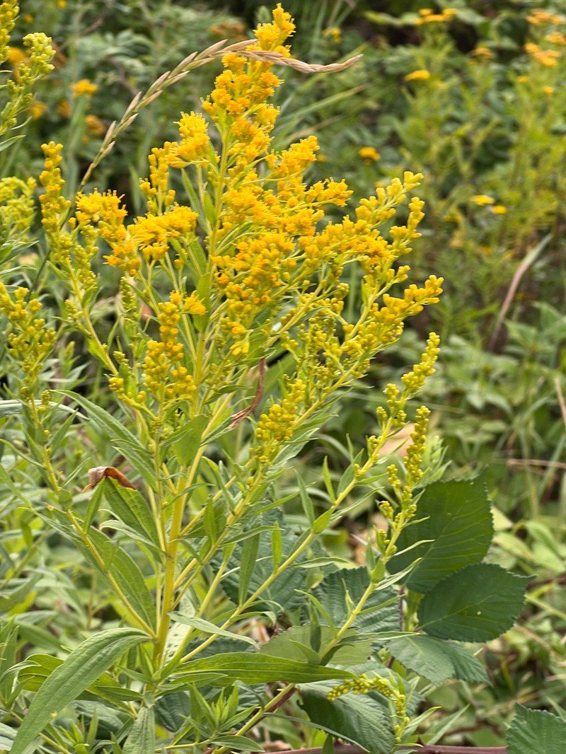 Solidago lepida photo 6