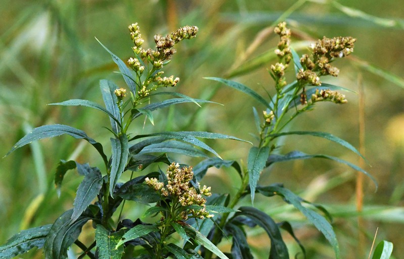 Solidago lepida photo 7
