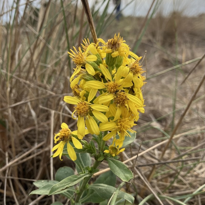 Solidago litoralis