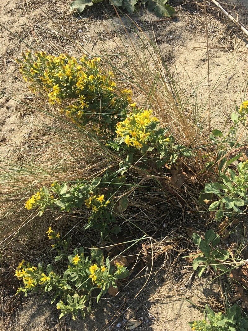 Solidago litoralis photo 2