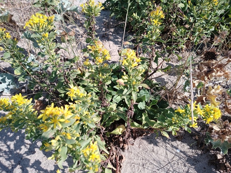 Solidago litoralis photo 3