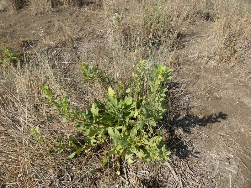 Solidago litoralis photo 4