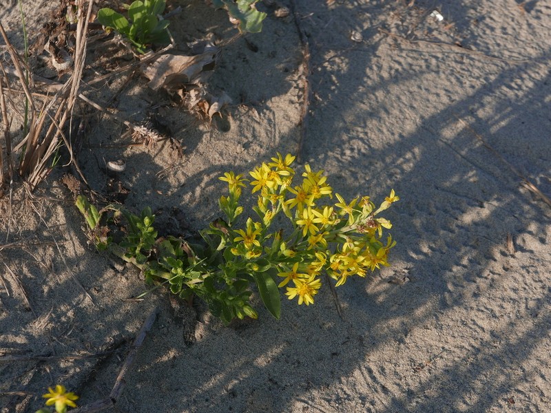 Solidago litoralis photo 5