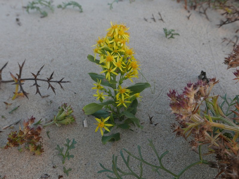Solidago litoralis photo 6