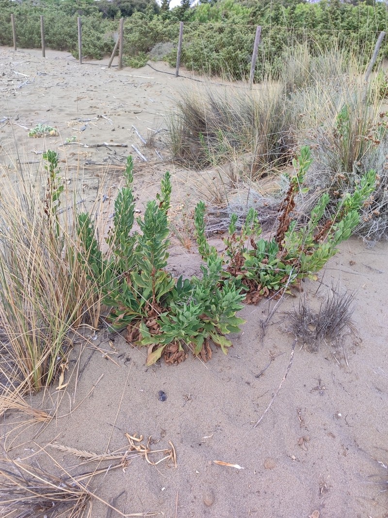 Solidago litoralis photo 7